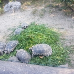 Posjet zoo vrtu (3)